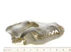 Wolf (American Gray) Skull Replica