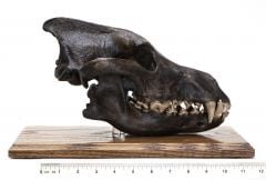 Wolf (Dire) Fossil Skull Replica, With Stand