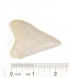 Shark (Great White) Tooth Replica