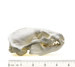 Badger Skull Replica