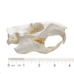 Woodchuck Skull Replica