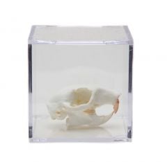 Rodent Skull Collection with Discounted Museum Display Cases