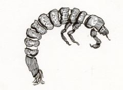 Riffle Beetle Larva Rubber Stamp (Aquatic Macroinvertebrate Stamp Series)