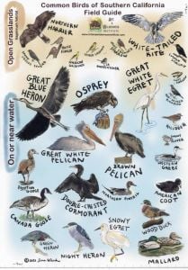 Southern California Laminated Bird Guide (on Clip)