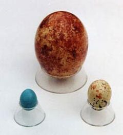 Conical Plastic Egg Holder (Large)
