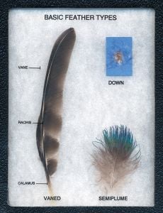 Basic Feather Types Educational Display