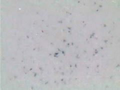 Diatoms (Mixed) Microscope Slide