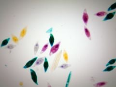 Euglena Microscope Slide