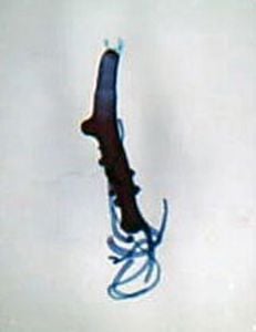 Hydra (Budding, Whole Mount) Microscope Slide