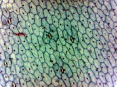 Leaf Epidermis Microscope Slide