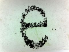 Letter "E" Microscope Slide