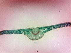 Oleander Leaf Microscope Slide