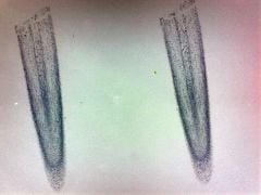 Onion Root Tip (Mitosis) Microscope Slide