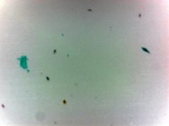 Protozoa (Mixed) Microscope Slide