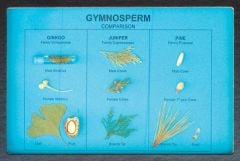 Gymnosperm Comparison Display