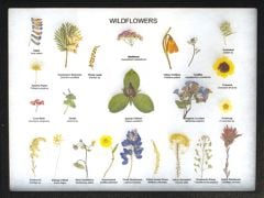 Wildflower Display