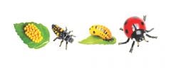 Ladybug Life Cycle Models