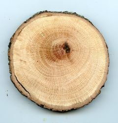Oak (Coast Live) Tree Round