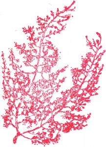 Red Algae Rubber Stamp: Feathery Shape