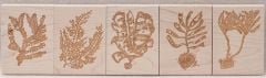 Marine Algae Rubber Stamp Collection (5 Stamps)