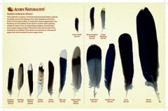 North American Bird Feather Replicas Set: Birds Ii.