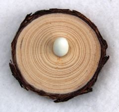Natural Pine Egg Stand: Extra Small. 