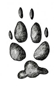 COYOTE TRACK STAMP (Rear Right Foot). 