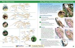 Owl Pellet & Prey Visual ID Guide