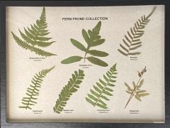Fern Fronds Display