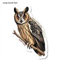 Long-Eared Owl Sticker Pack (10 Stickers)