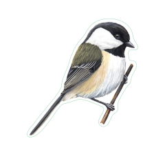 Chickadee Sticker Pack (10 Stickers)