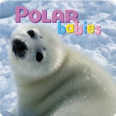 Polar Babies (Board Book)