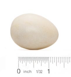 Barn Owl Egg Replica