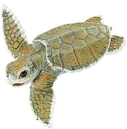 Baby Ridley Sea Turtle Model