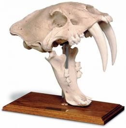 Smilodon Skull Replica