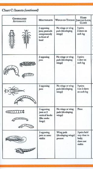 Quick Guide To Major Groups Of Freshwater Invertebrates