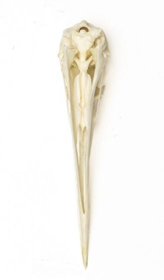 Sandhill Crane Skull Replica