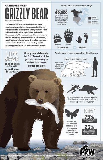 Grizzly Bear Facts Poster (Carnivore Facts Series)