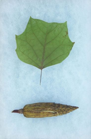 Leaves And Seeds Of Common Native Trees Display Set