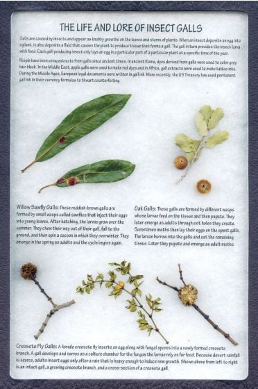 Plant Parasites Display: The Life and Lore of Insect Galls