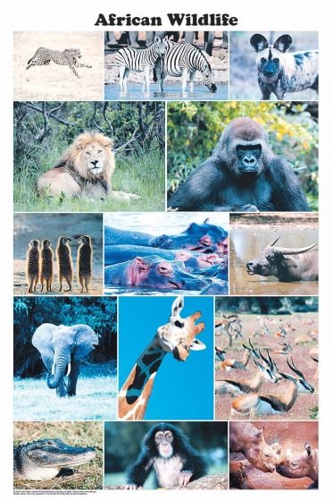 African Wildlife (Laminated Poster)