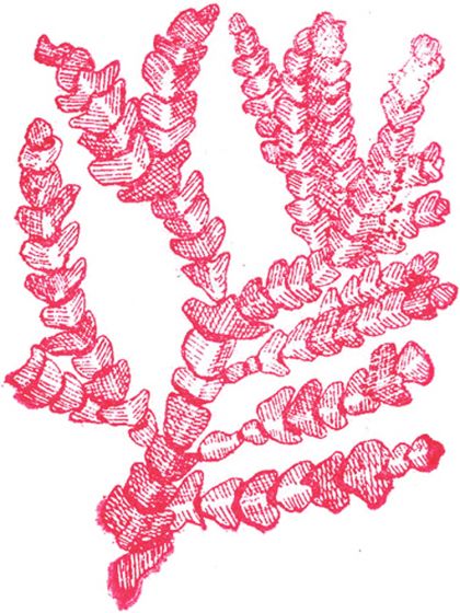 Red Alga Rubber Stamp: Coralline