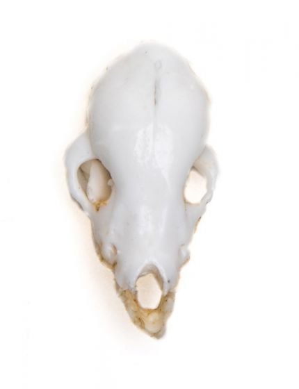 Little Brown Bat Skull Replica