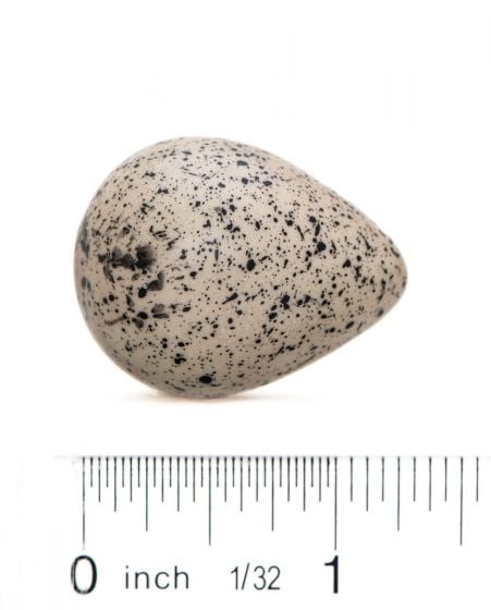 Killdeer Egg Replica