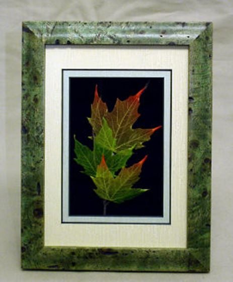 Sugar Maple Leaf Shadowbox Framed Art.