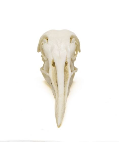 Sandhill Crane Skull Replica