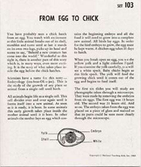 From Egg To Chick (Microslide® Lesson Set).