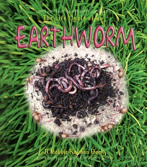 Life Cycle of an Earthworm