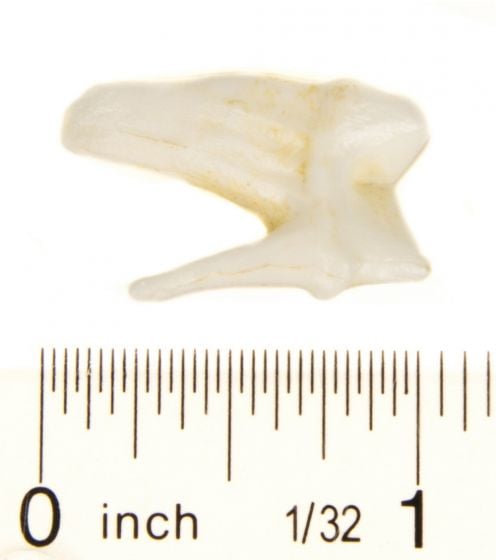 Cougar Molar Tooth Replica