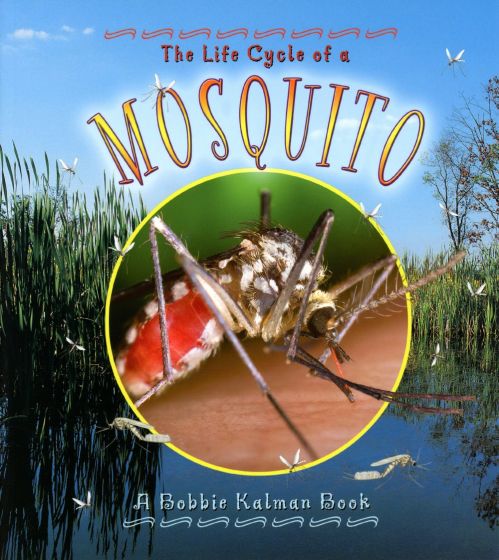 Life Cycle of a Mosquito